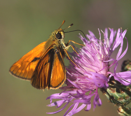 Small Skipper (Thymelicus sylvestris)