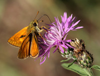 Small Skipper (Thymelicus sylvestris)