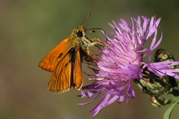 Small Skipper (Thymelicus sylvestris)