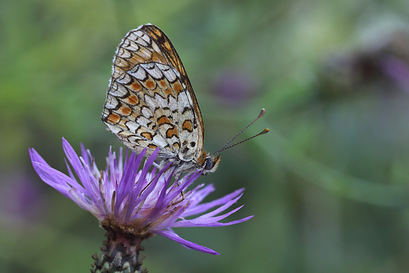 Knapweed Fritillary (Melitaea phoebe)