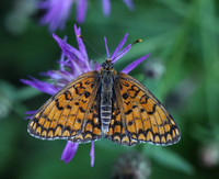 Knapweed Fritillary (Melitaea phoebe)