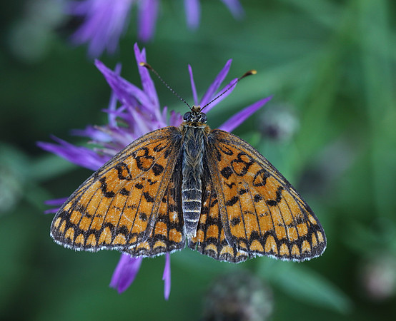 Knapweed Fritillary (Melitaea phoebe)