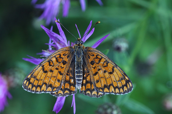 Knapweed Fritillary (Melitaea phoebe)