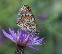 Knapweed Fritillary (Melitaea phoebe)