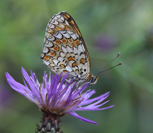 Knapweed Fritillary (Melitaea phoebe)
