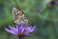 Knapweed Fritillary (Melitaea phoebe)