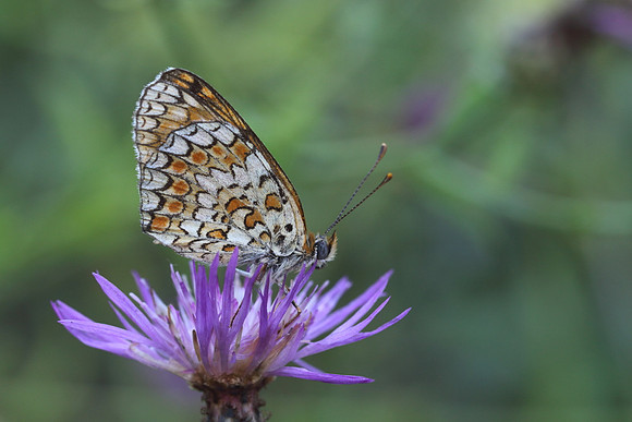 Knapweed Fritillary (Melitaea phoebe)
