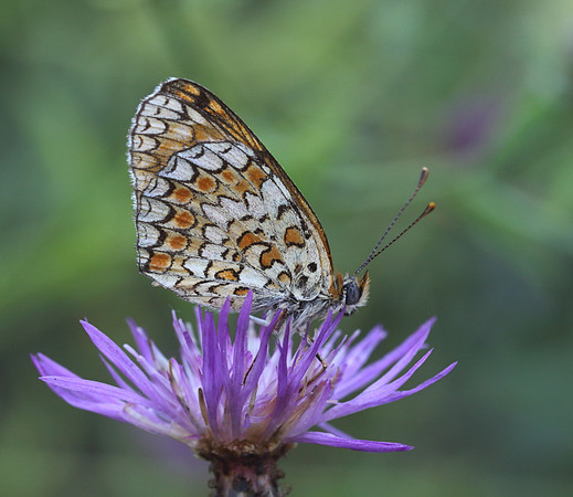 Knapweed Fritillary (Melitaea phoebe)