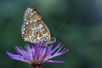 Knapweed Fritillary (Melitaea phoebe)