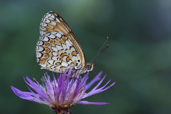 Knapweed Fritillary (Melitaea phoebe)