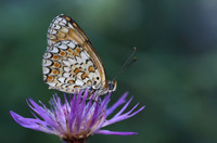 Knapweed Fritillary (Melitaea phoebe)