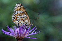 Knapweed Fritillary (Melitaea phoebe)