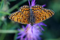Knapweed Fritillary (Melitaea phoebe)