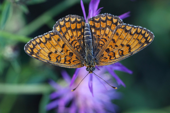 Knapweed Fritillary (Melitaea phoebe)