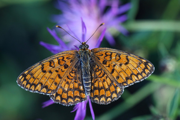 Knapweed Fritillary (Melitaea phoebe)