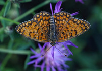 Knapweed Fritillary (Melitaea phoebe)
