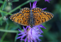 Knapweed Fritillary (Melitaea phoebe)