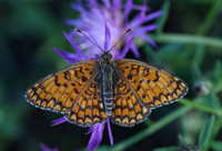 Knapweed Fritillary (Melitaea phoebe)