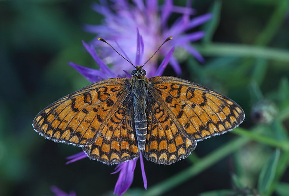 Knapweed Fritillary (Melitaea phoebe)