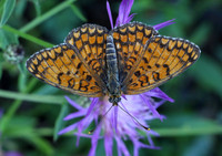 Knapweed Fritillary (Melitaea phoebe)