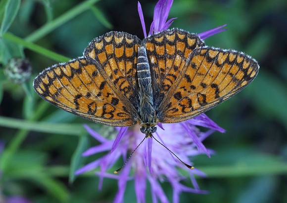 Knapweed Fritillary (Melitaea phoebe)