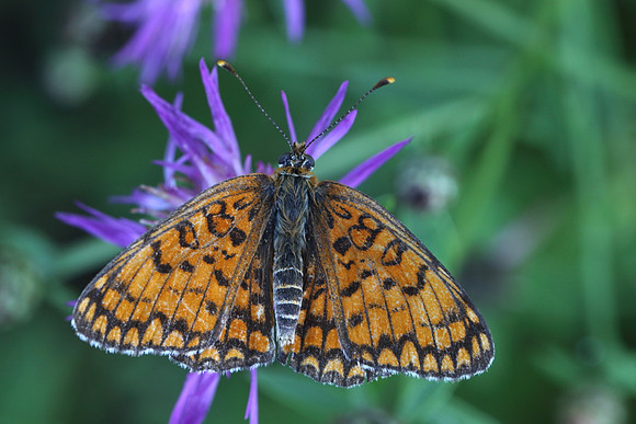 Knapweed Fritillary (Melitaea phoebe)