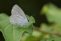 Holly Blue (Celastrina argiolus)