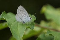 Holly Blue (Celastrina argiolus)