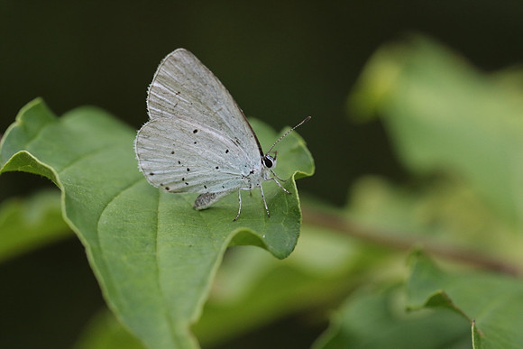 Holly Blue (Celastrina argiolus)