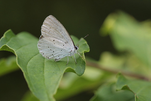 Holly Blue (Celastrina argiolus)