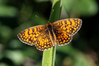 Heath Fritillary (Melitaea athalia)