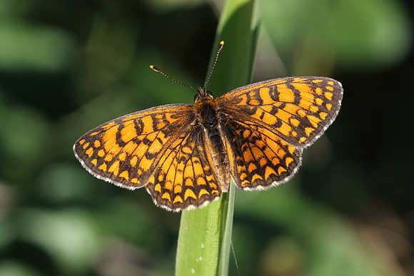 Heath Fritillary (Melitaea athalia)