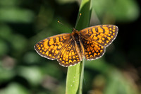 Heath Fritillary (Melitaea athalia)