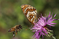 Heath Fritillary (Melitaea athalia)