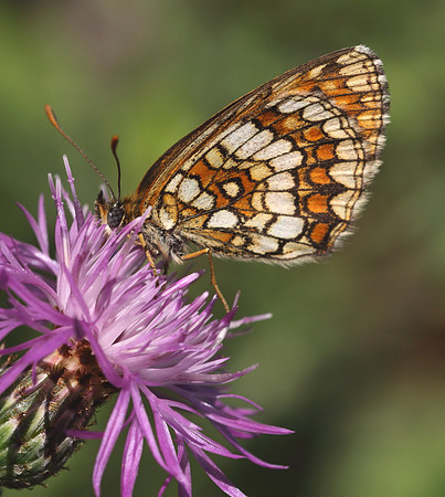 Heath Fritillary (Melitaea athalia)