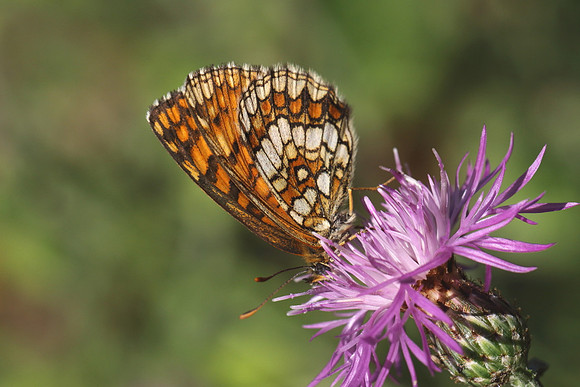Heath Fritillary (Melitaea athalia)