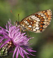 Heath Fritillary (Melitaea athalia)