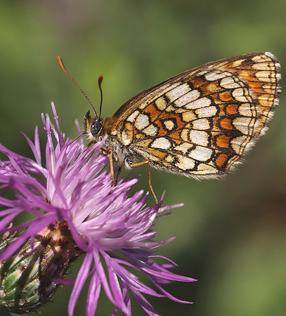 Heath Fritillary (Melitaea athalia)