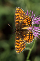 Heath Fritillary (Melitaea athalia)