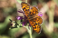 Heath Fritillary (Melitaea athalia)