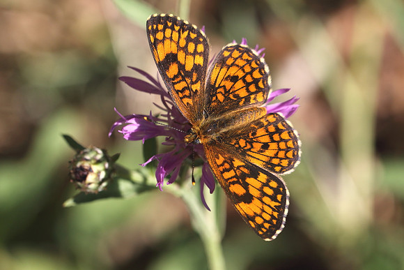 Heath Fritillary (Melitaea athalia)