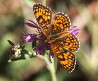 Heath Fritillary (Melitaea athalia)