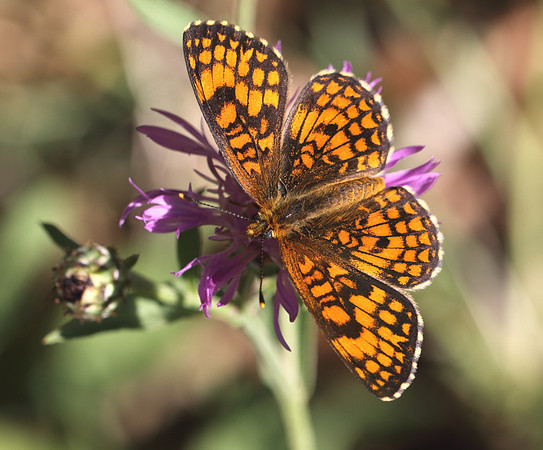 Heath Fritillary (Melitaea athalia)