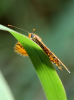Spotted Fritillary (Melitaea didyma)