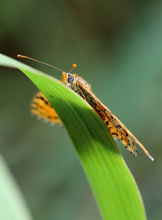 Spotted Fritillary (Melitaea didyma)