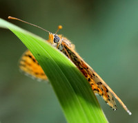 Spotted Fritillary (Melitaea didyma)