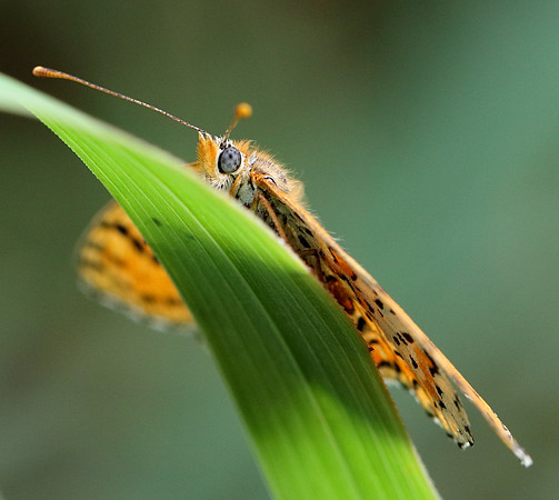 Spotted Fritillary (Melitaea didyma)
