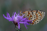 Spotted Fritillary (Melitaea didyma)