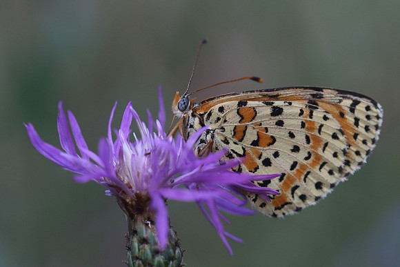 Spotted Fritillary (Melitaea didyma)