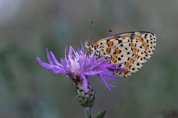 Spotted Fritillary (Melitaea didyma)